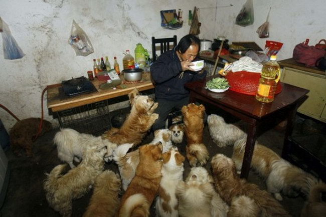 Зачем китайцы нюхают котов: чем опасно и как это правильно делать