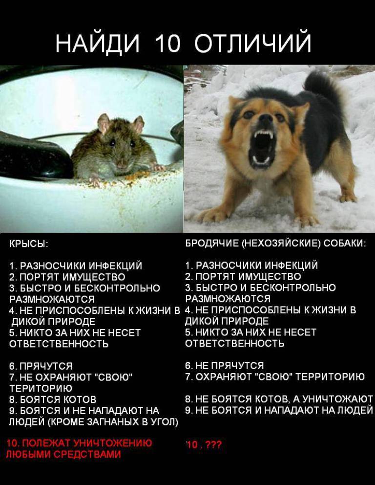 Собака съела крысиный яд: смертельная доза, признаки отравления