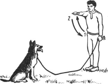 Как научить собаку команде «ко мне» на улице