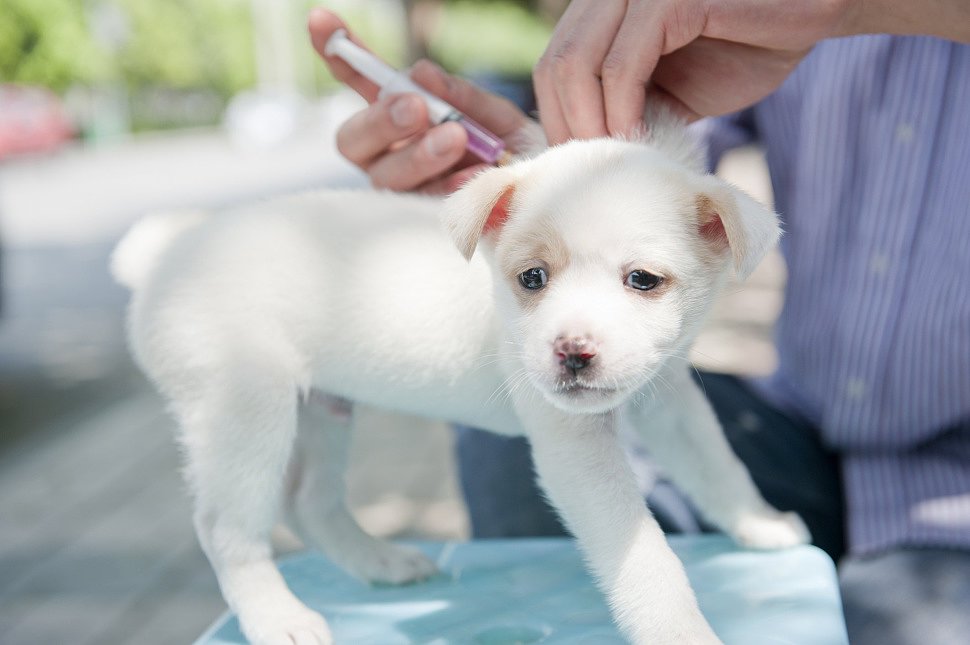 За сколько до прививки нужно глистогонить собаку