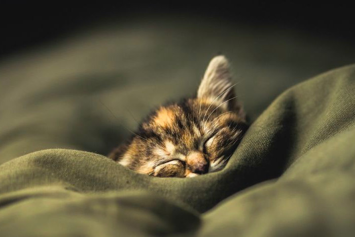Кот не дает спать по ночам: что делать и как с ним бороться