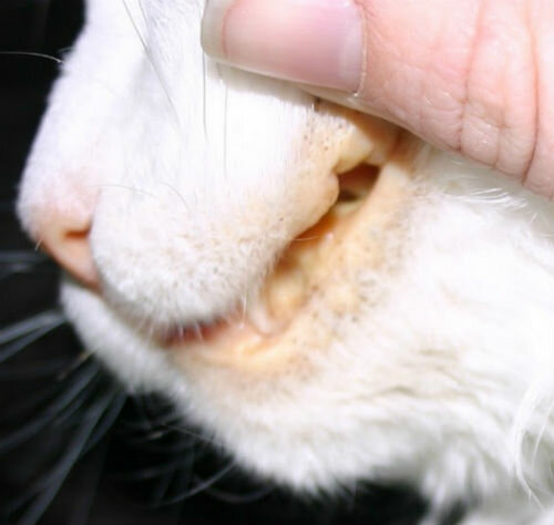 Гепатит у кошек: симптомы и лечение, прогноз