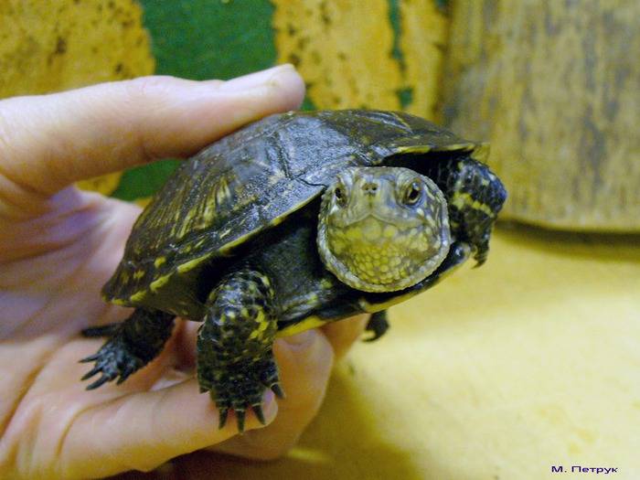 Черепаха болотная — кто такие, чем питаются и как за ними ухаживать