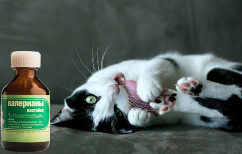 Почему коты любят валерьянку: основные причины симпатии