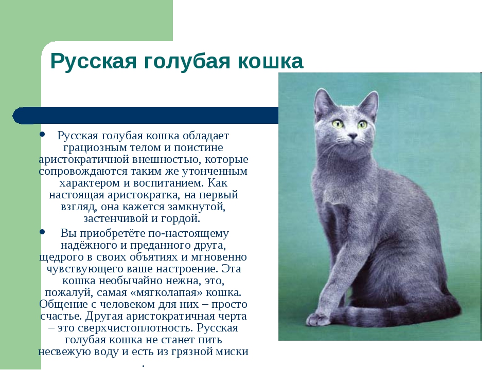 Сибирская голубая кошка: сколько стоит, окрасы, уход