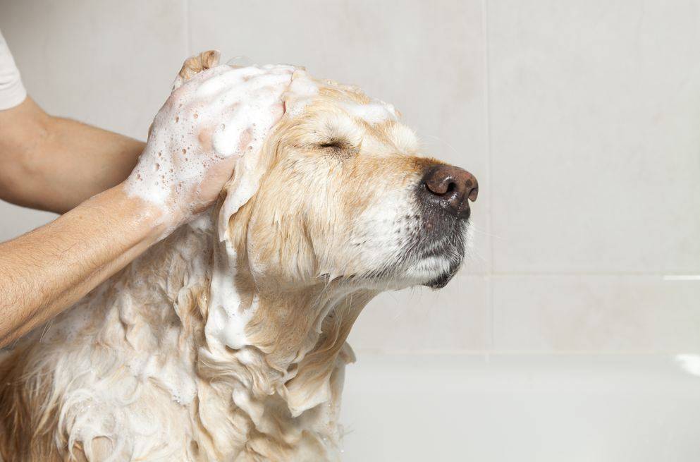 Как избавиться от запаха псины от собаки