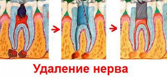 После кастрации собака писается: почему и что делать