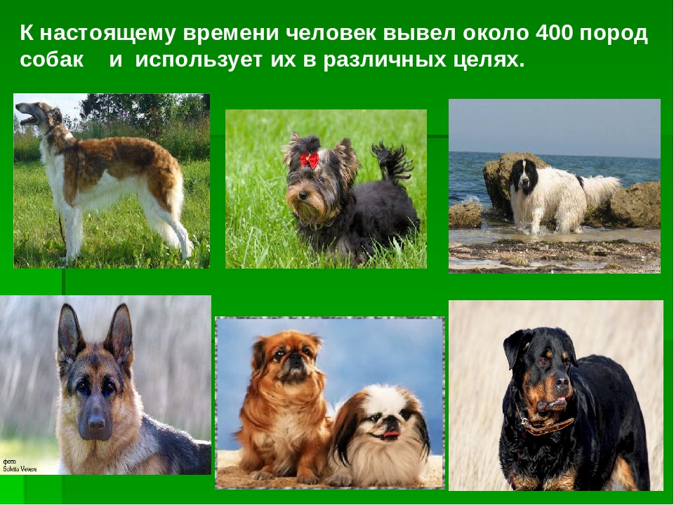 Русские породы собак выведенные в России