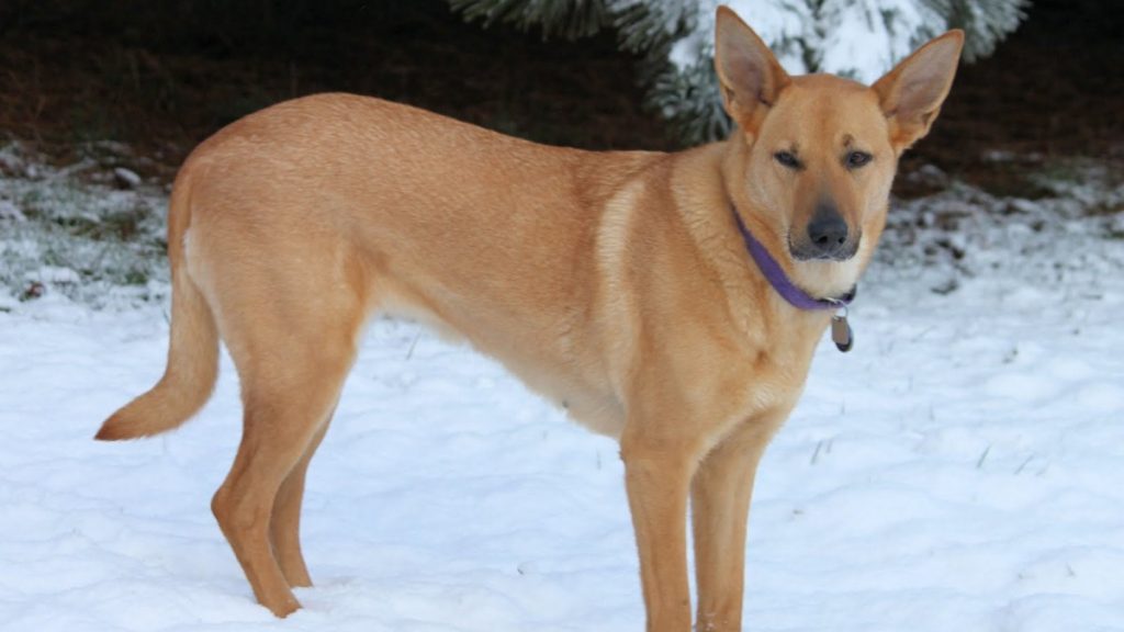 Каролинская собака: одичавшая и вновь приручённая собака американских индейцев