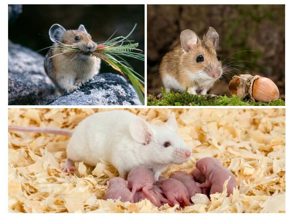 Что едят мыши в природе и дома — список продуктов