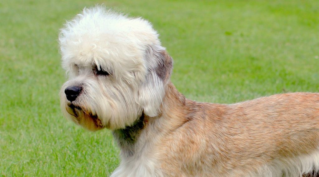 Одна на миллион: топ-10 самых редких в мире пород собак