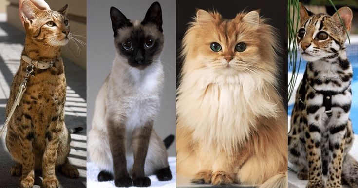 Самые популярные породы кошек в мире