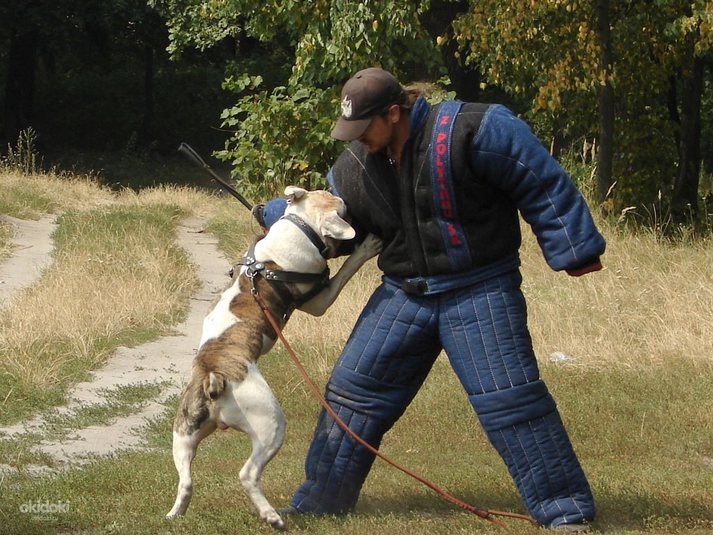 ОКД для собак (общий курс дрессировки) самостоятельно