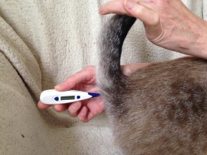 У кота температура: что делать в домашних условиях