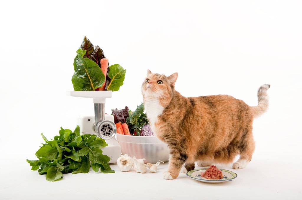 Что можно кошкам из еды. Кошачья еда. Натуральное питание для кошек. Натуральная еда для кошек. Диетическое питание для кошек.