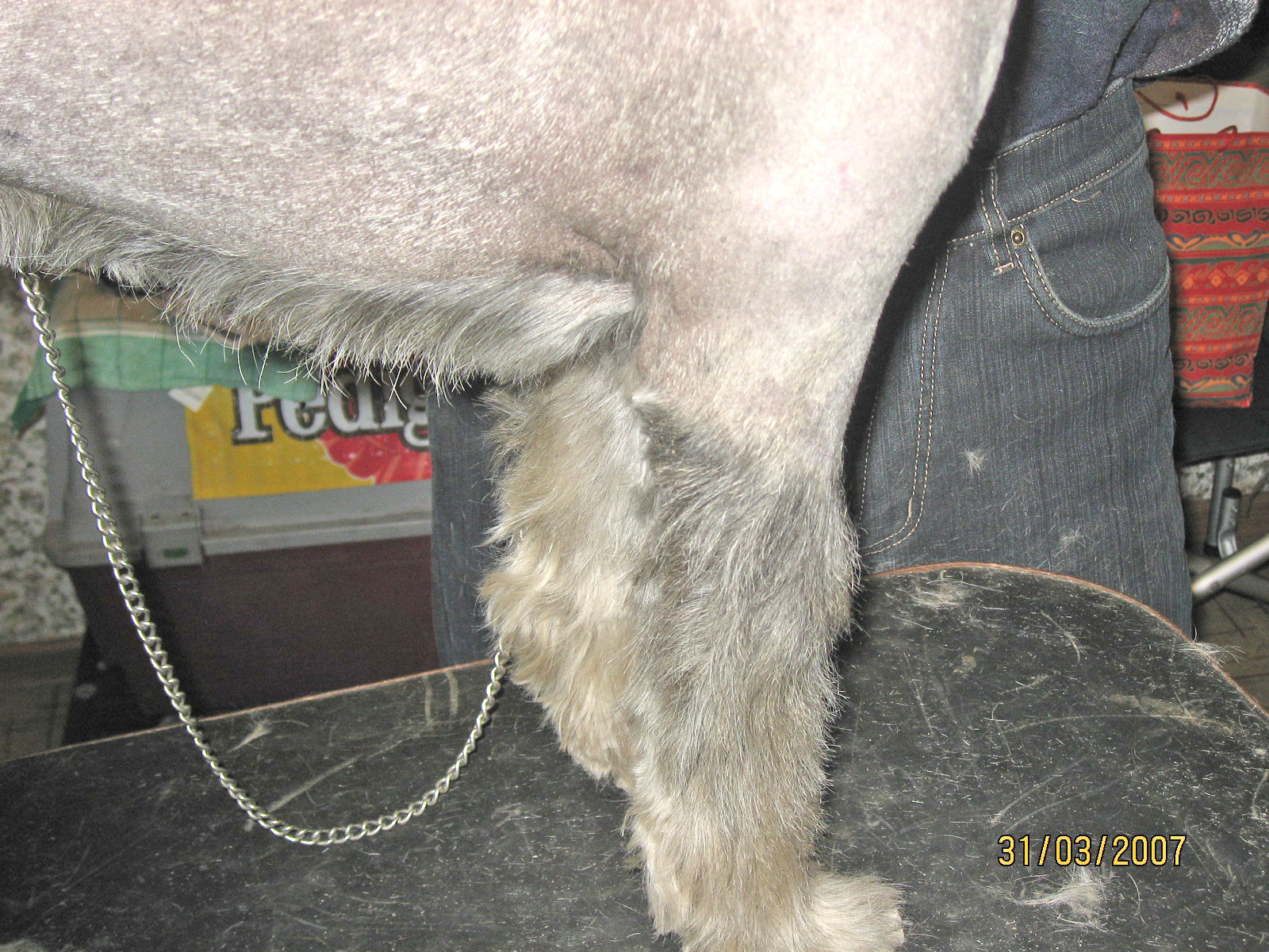 После тримминга желтеет шерсть у белой собаки: почему и что делать