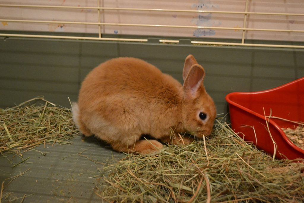 Карликовый кролик: сколько живут породы, уход и содержание