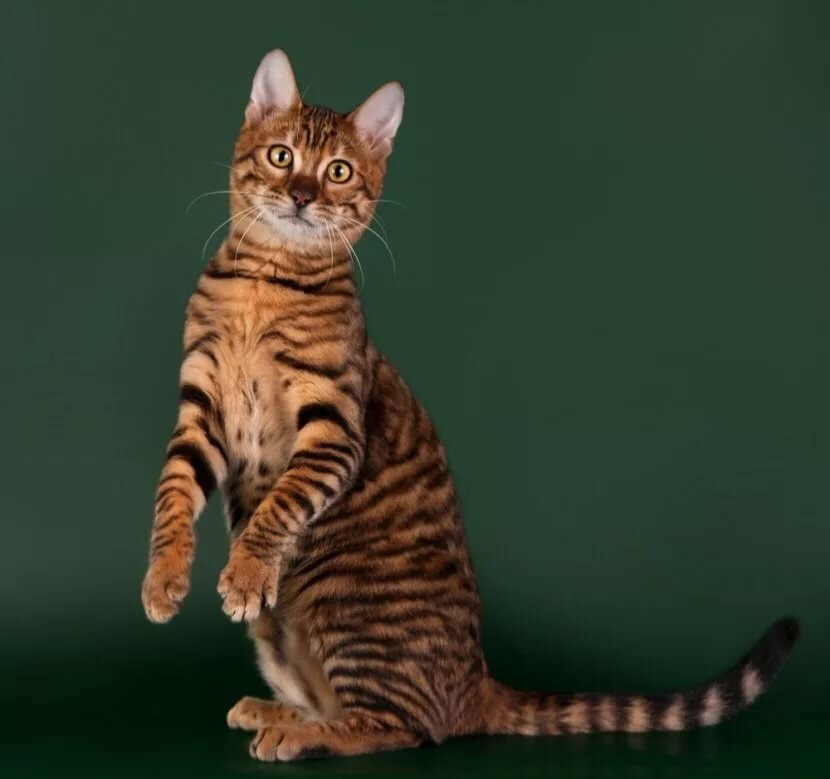 Тойгер (кошка): подробное описание породы
