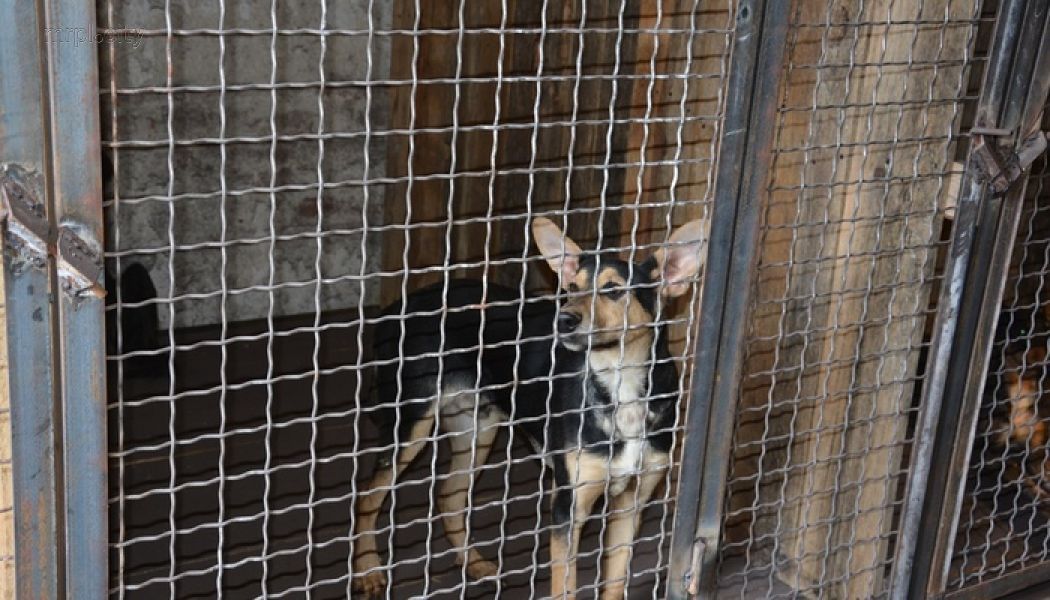 Организация защиты животных «Четыре лапы» бесплатно стерилизует 300 бездомных животных