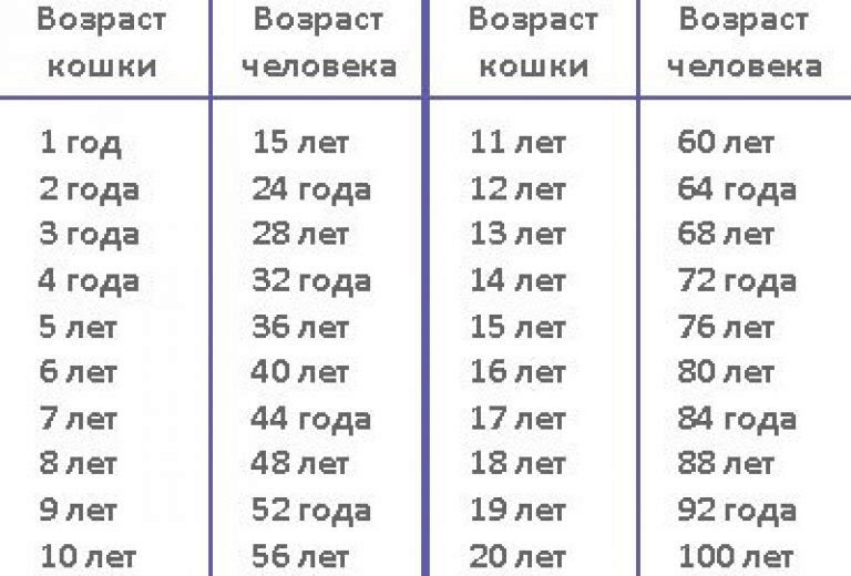 Возраст собаки по человеческим меркам: таблица