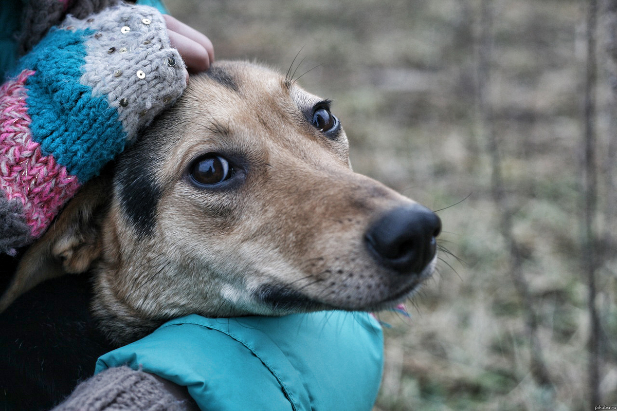 6 способов как помочь бездомным собакам, не подбирая всех домой
