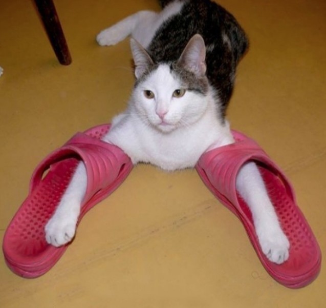 Как научить кота приносить тапочки — это реально!