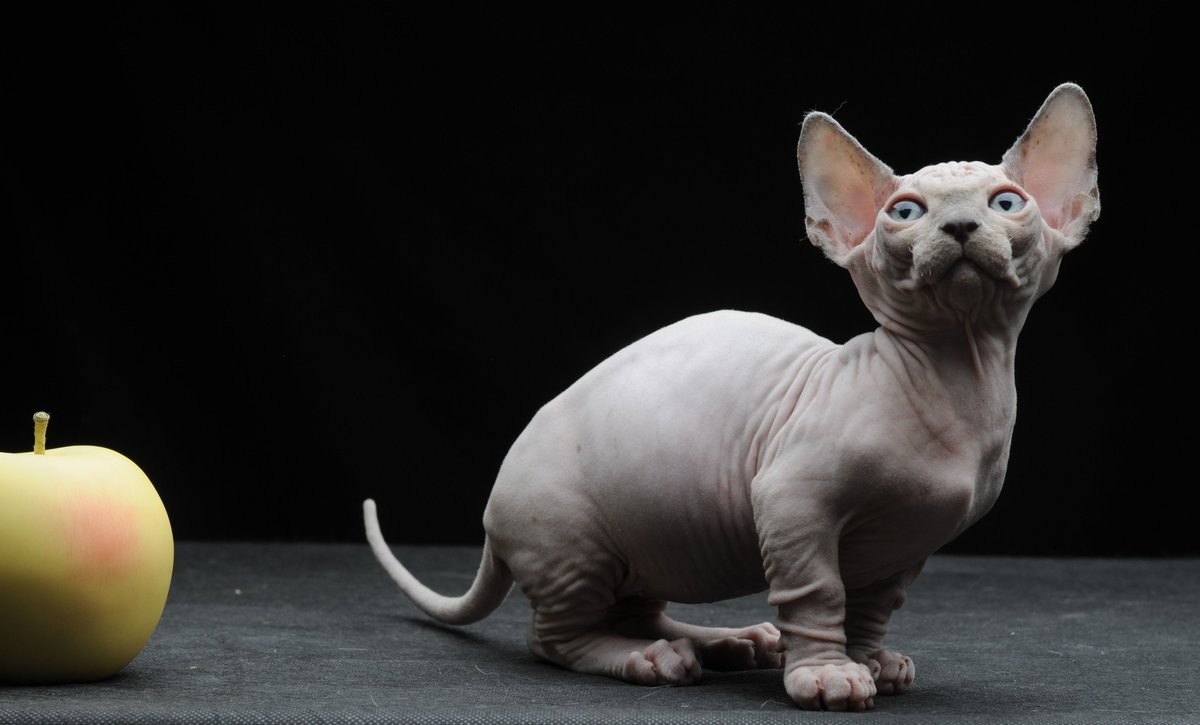 Бамбино кошка или сфинкс с короткими лапами
