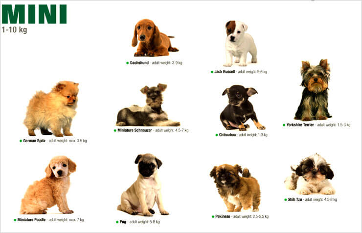 Топ-12 собак для аллергиков