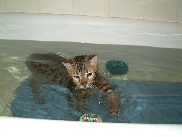 Породы кошек, которые любят купаться
