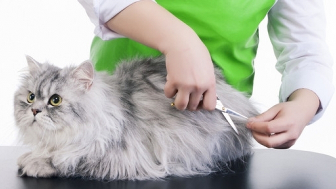 Как постричь кошку: порядок действий и виды стрижек