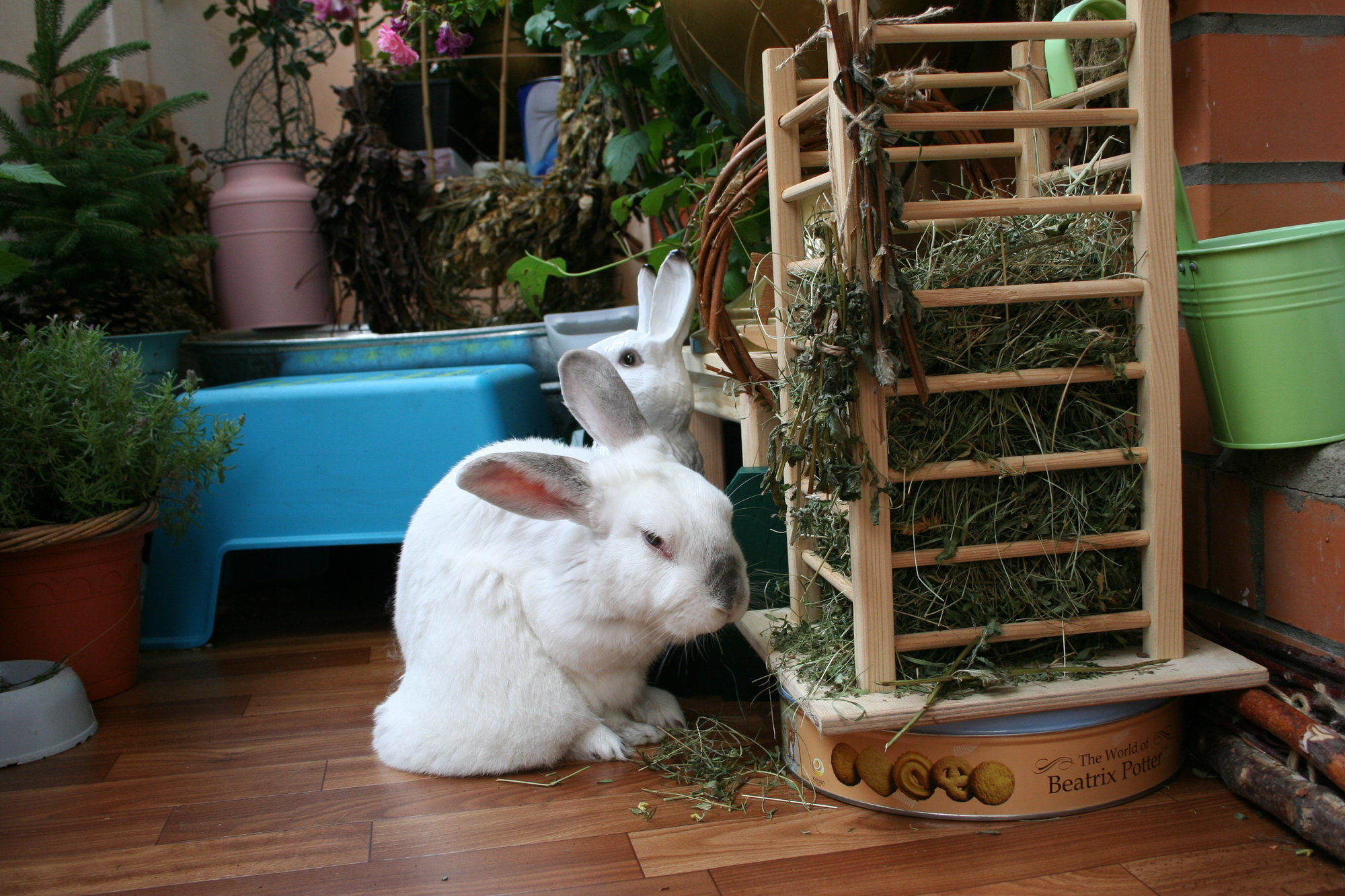 Домашний кролик: уход и содержание в домашних условиях