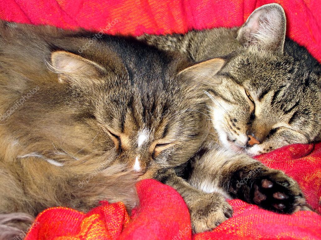 Плюсы и минусы совместного сна с кошкой