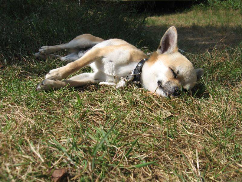 Почему собака теряет сознание: причины обмороков