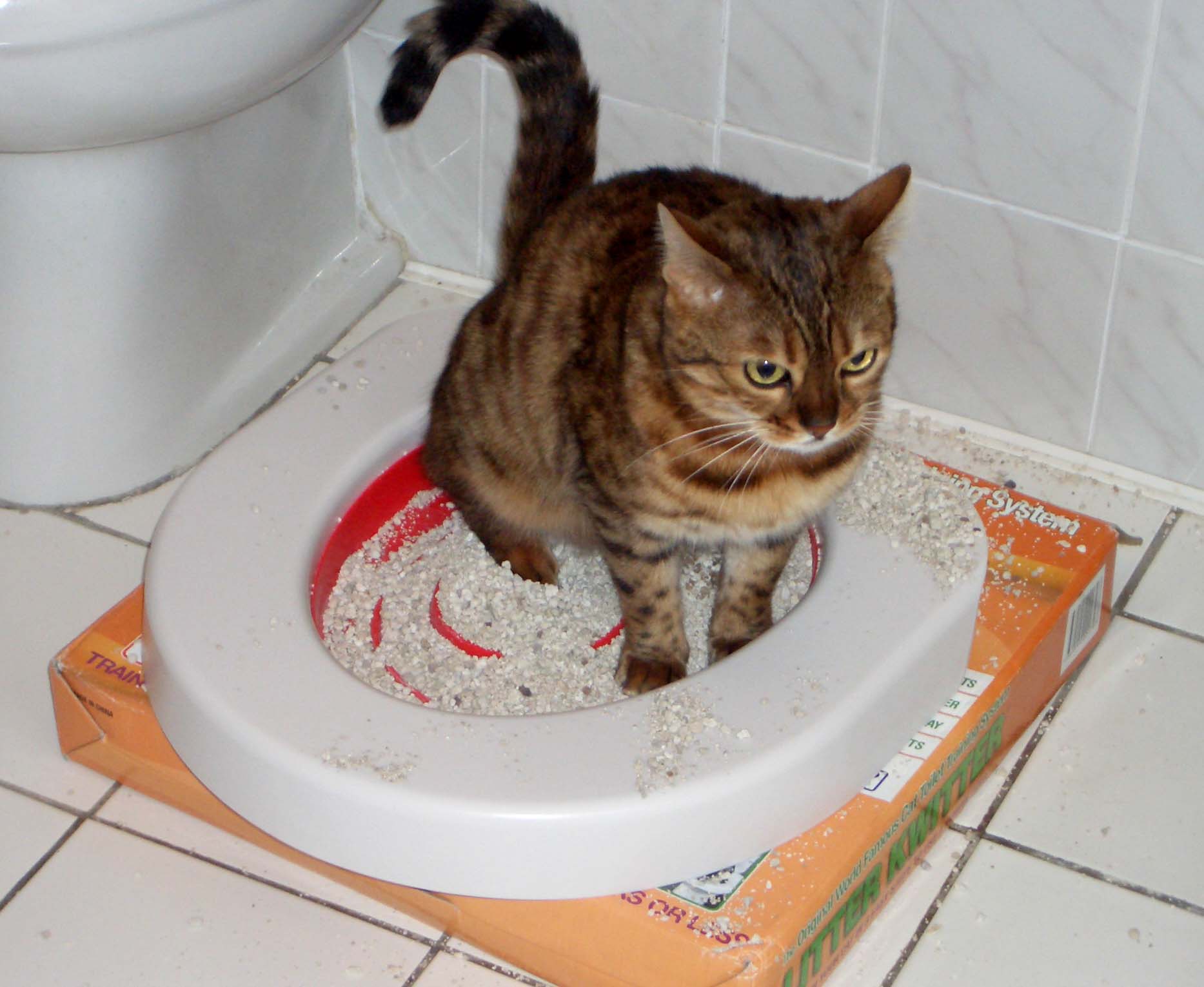 Котенок не пьет воду — варианты как приучить питомца
