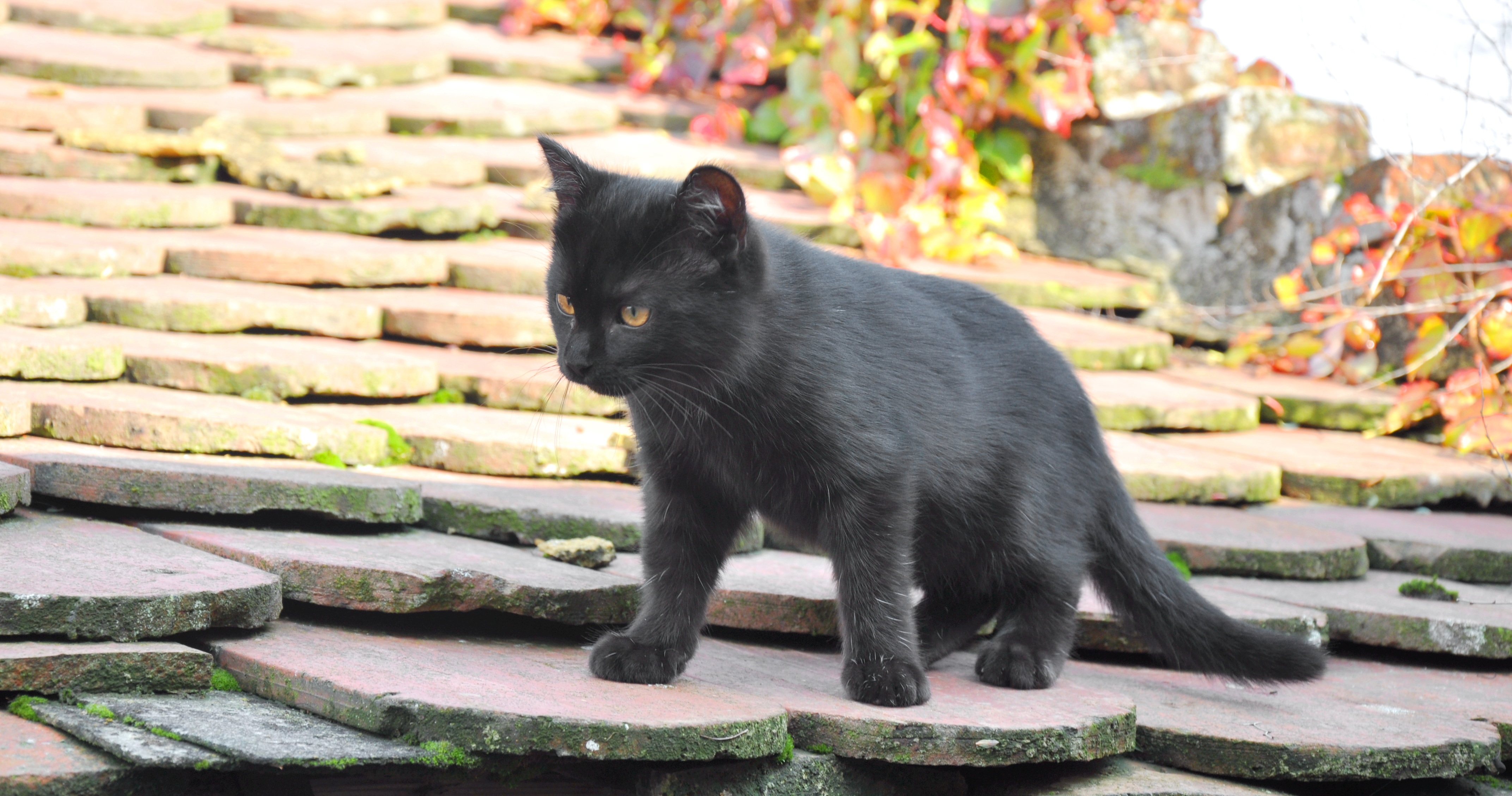 Чёрные кошки: правила приобретения и особенности содержания