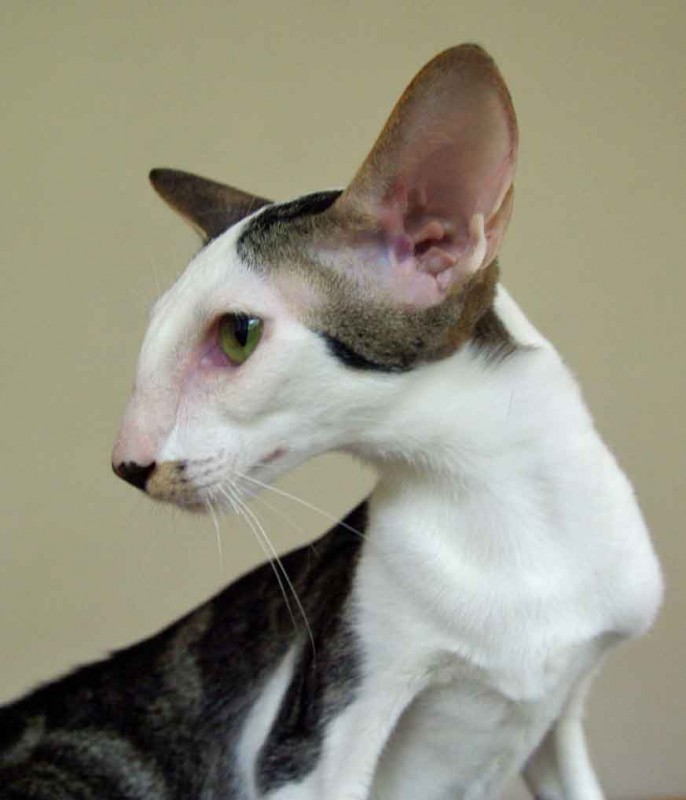Кот с большими ушами: примеры пород