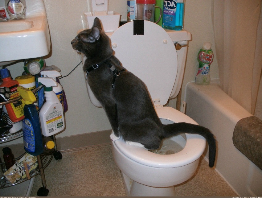 Кот не может сходить в туалет по маленькому