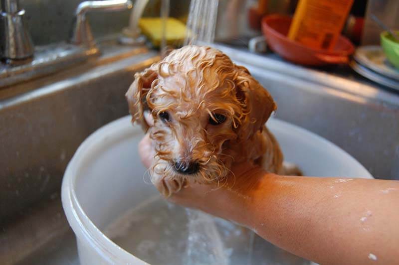 Можно мыть собаку человеческим шампунем. Собака моется. Щенок моется. Мокрая собачка. Собака купается.
