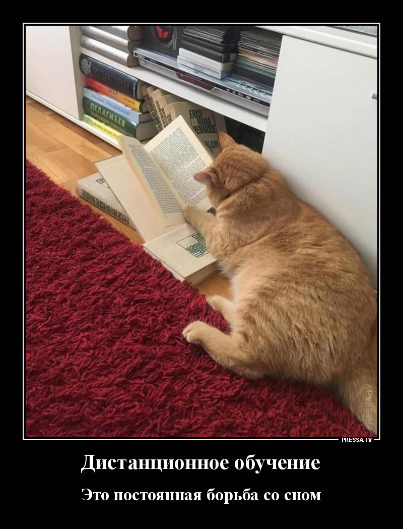 Смешные истории про кошек и котов