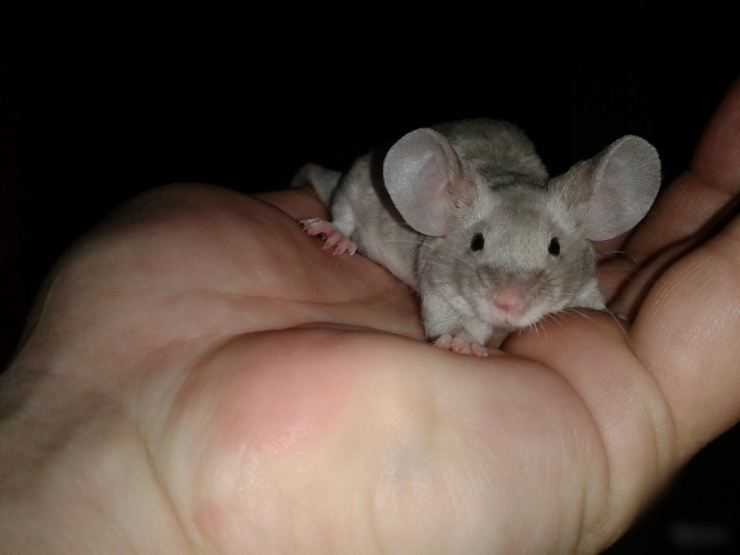 Белая мышь — описание вида, размера и характера