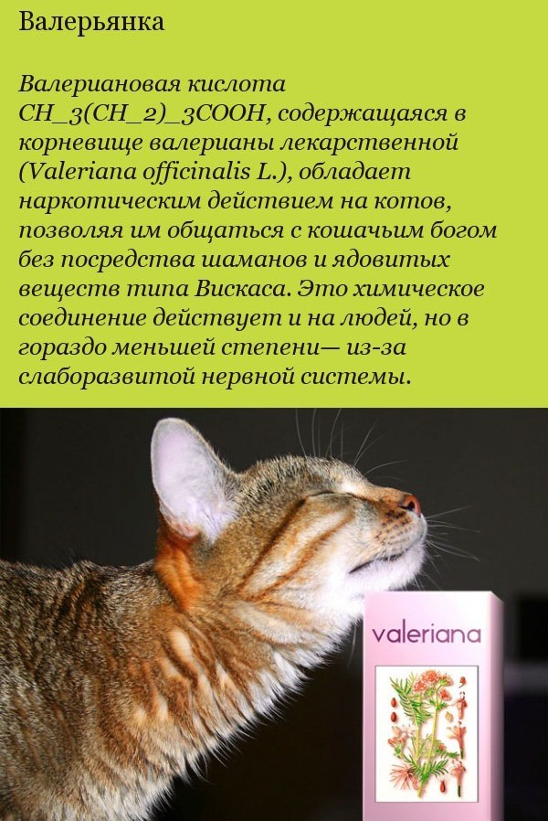 Коты и валериана: подробности непростых отношений