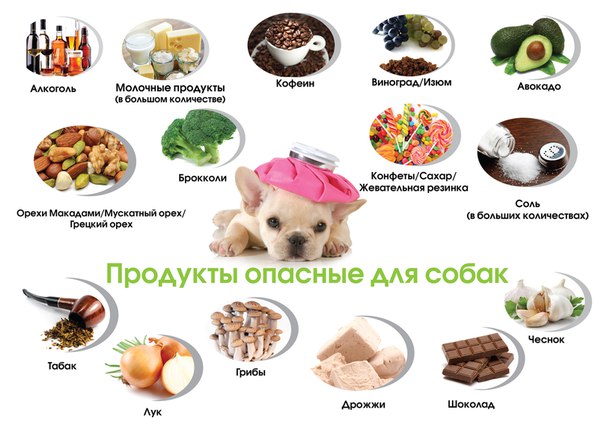 Можно ли собаке грибы, авокадо и прочие продукты