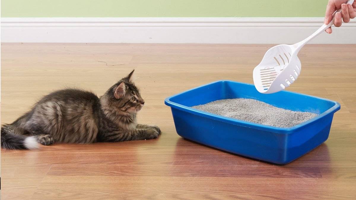 Как избавиться от запаха кошачьей мочи: примеры народными средствами и другими