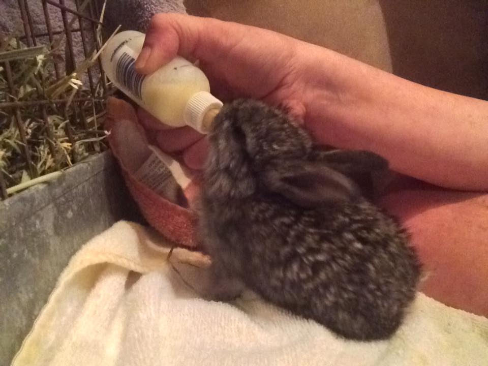 Как узнать что крольчиха беременна и чем ее кормить