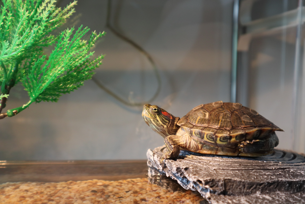 Домашняя черепаха — питание, уход и сколько стоит