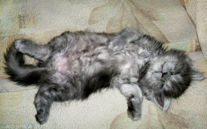 Кот лежит на спине: основные причины и возможные проблемы