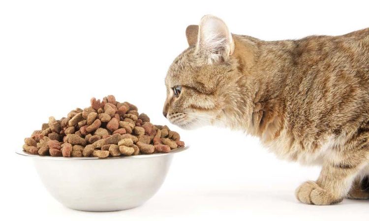 Можно ли кормить кошку и сухим и влажным кормом одновременно: примеры смешивания