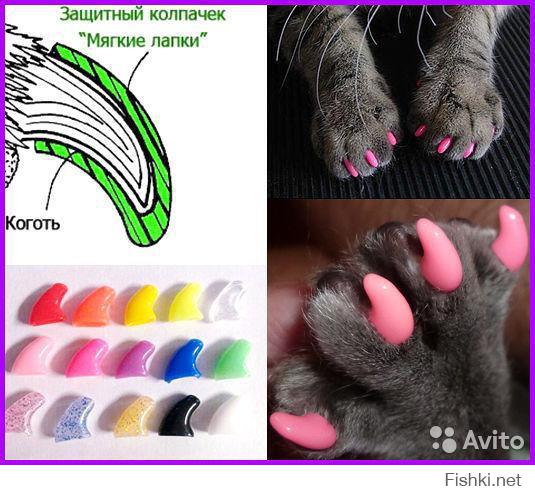 Антицарапки для кошек: как одеть колпачки для когтей и снять их