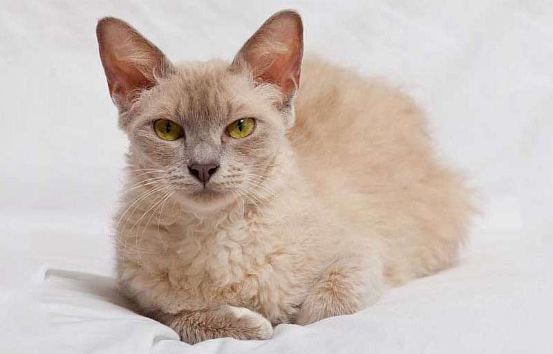 Лаперм: кошки и коты