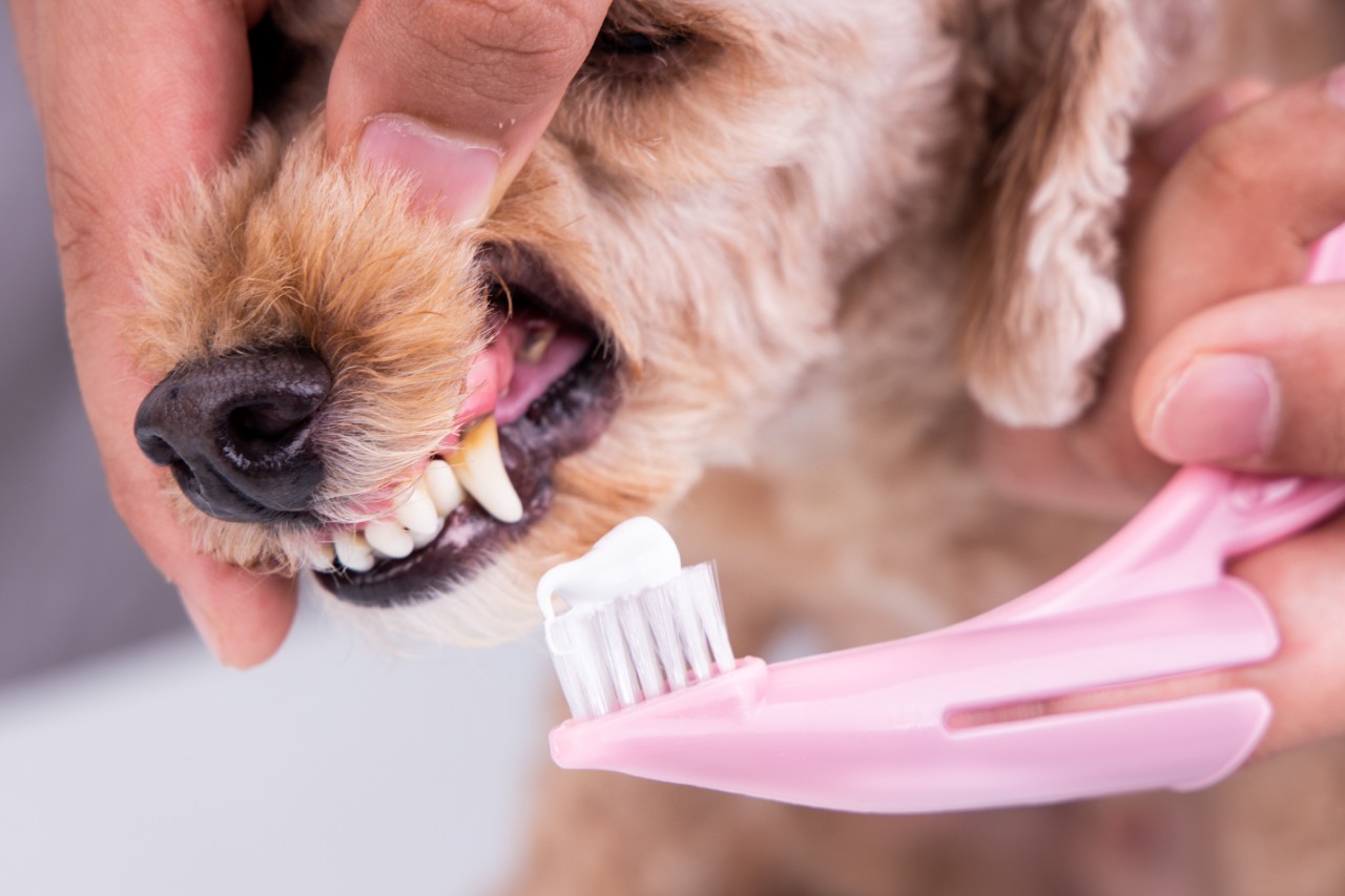 Как почистить зубы коту: варианты в домашних условиях